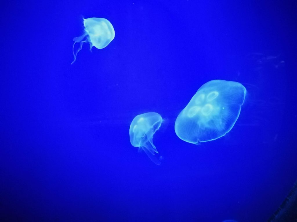 meduse