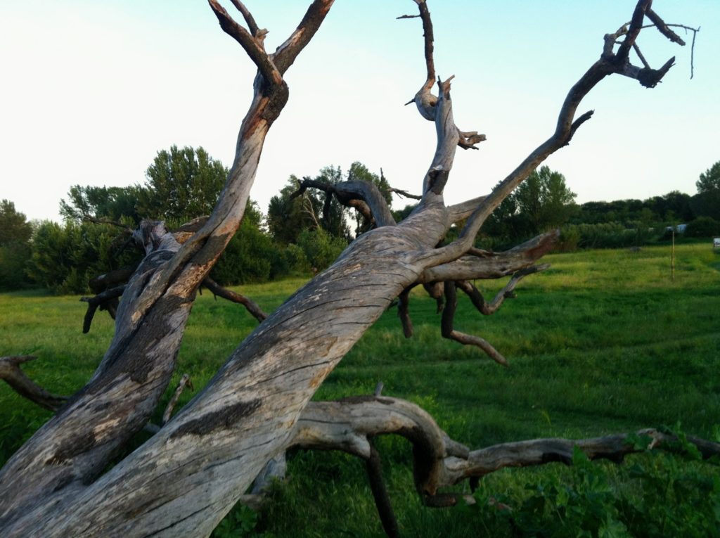 branches of a fallen tree in a park